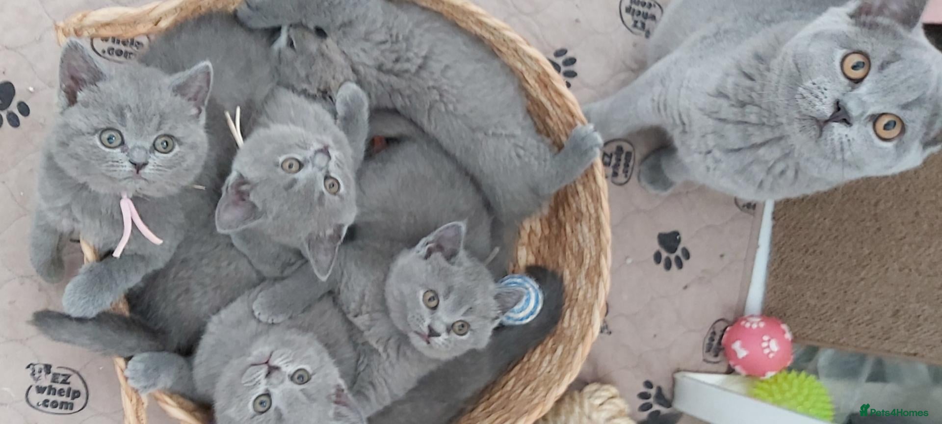 British Shorthair cats Beautiful British shorthair kittens 😸  - Advert 2