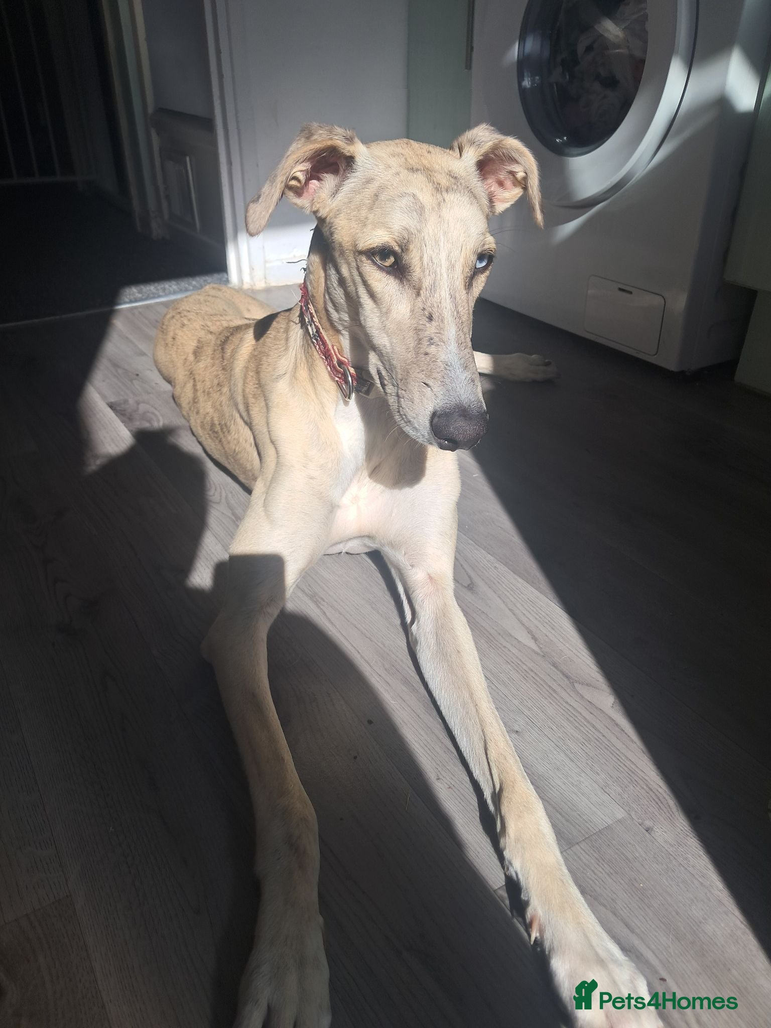 Mixed Breed dogs 9month old lucher - Advert 3