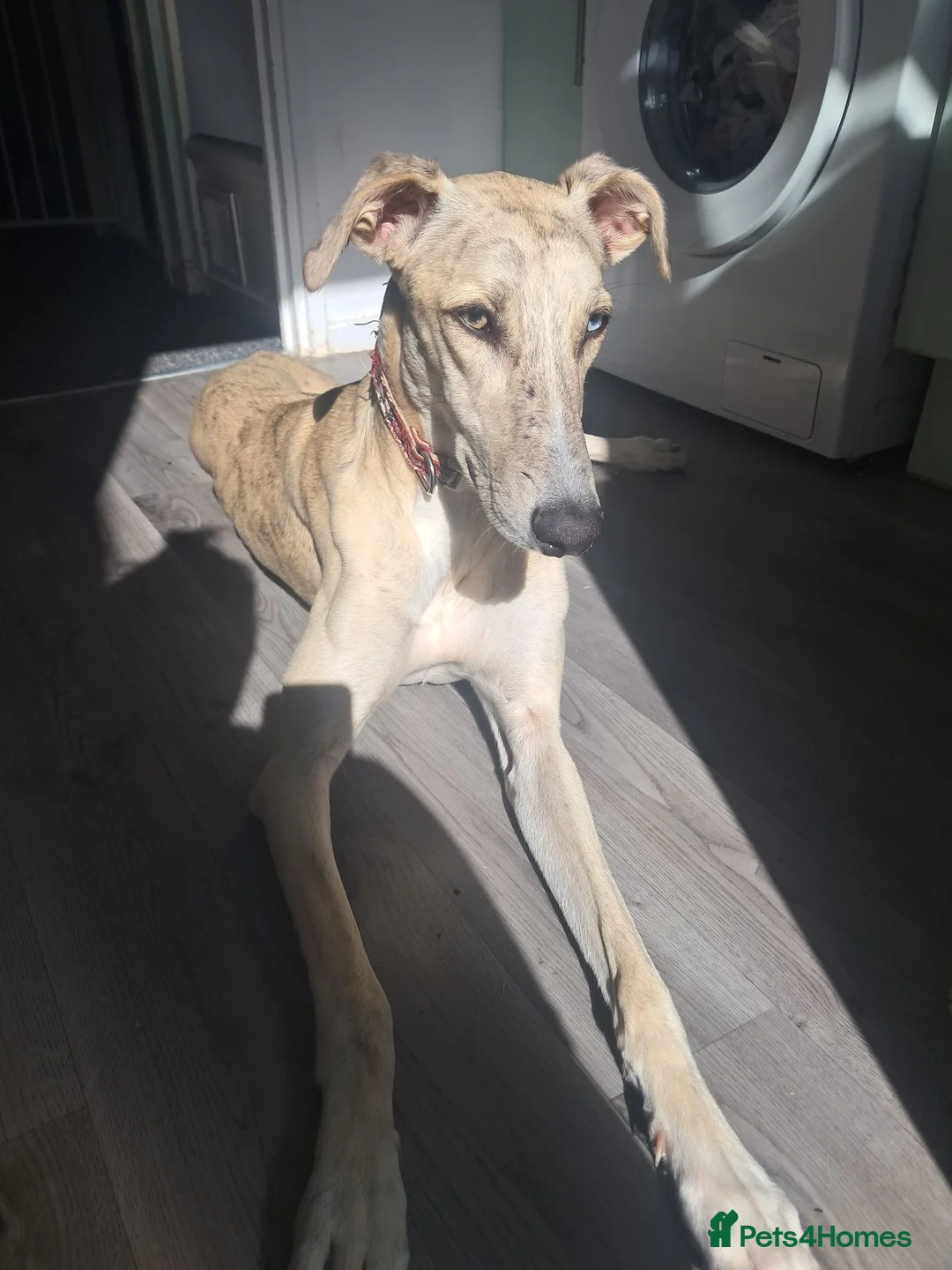 Mixed Breed dogs for sale: 9month old lucher - Advert 1