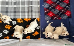 Cavachon dogs for sale: Beautiful Litter of Cavachon Puppies - Image 17