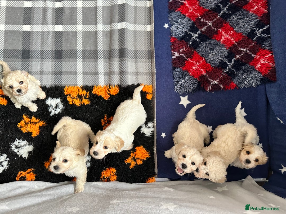 Cavachon dogs for sale: Beautiful Litter of Cavachon Puppies - Image 17