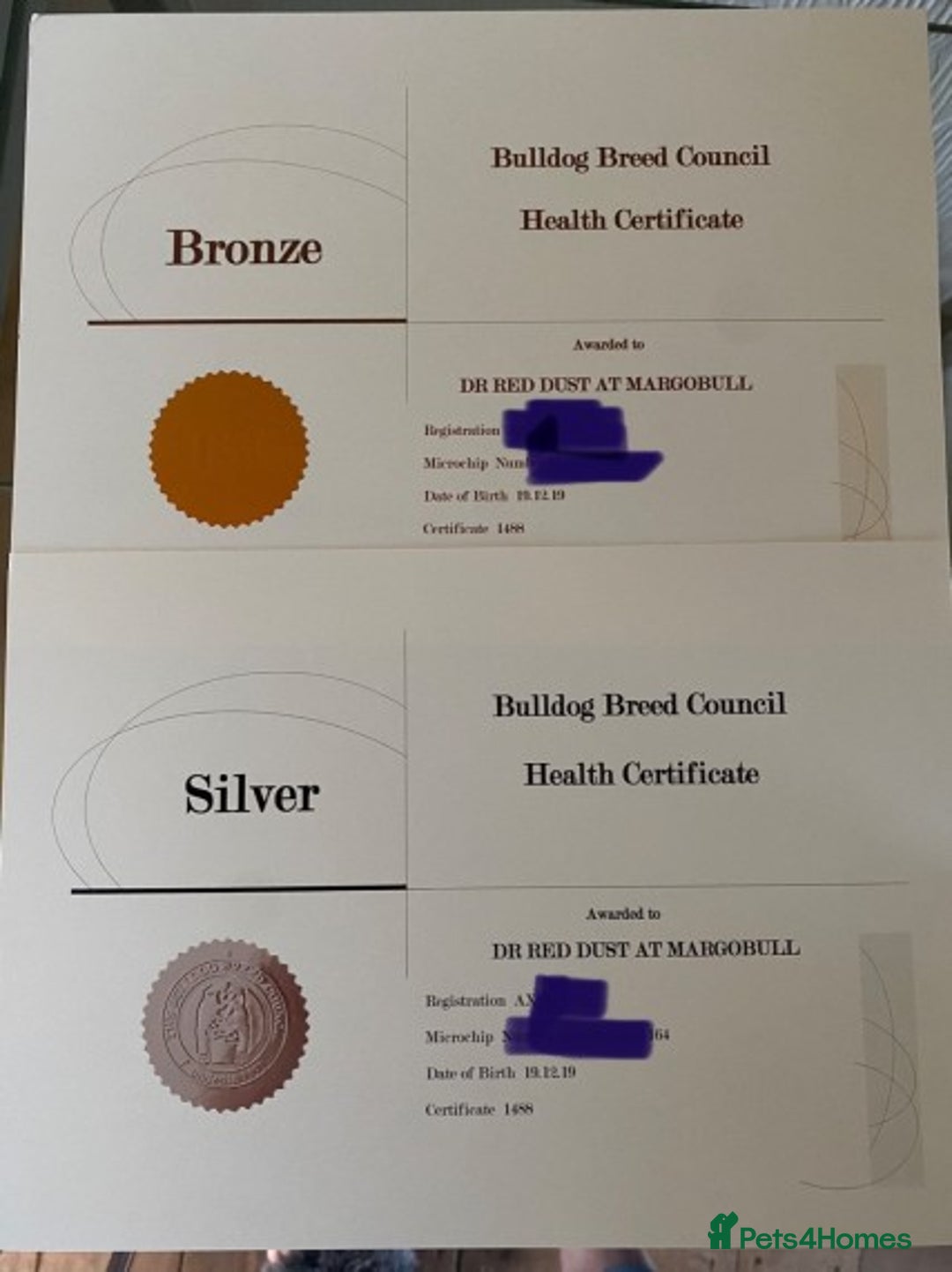 English Bulldog dogs for stud: Gold 🥇Health Tested KC registered Boy in Newport - Advert 3