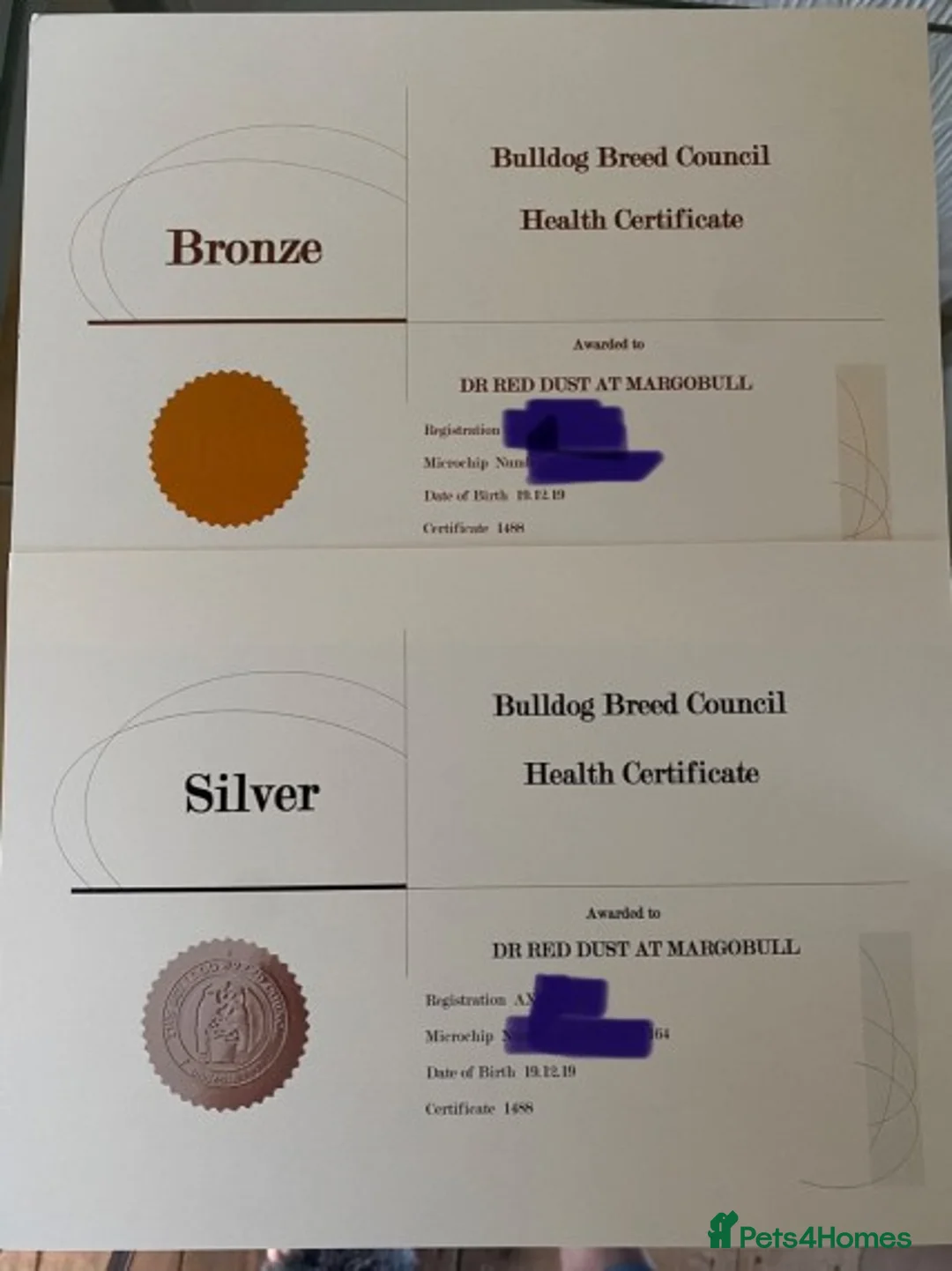 English Bulldog dogs for stud: Gold 🥇Health Tested KC registered Boy in Newport - Advert 3