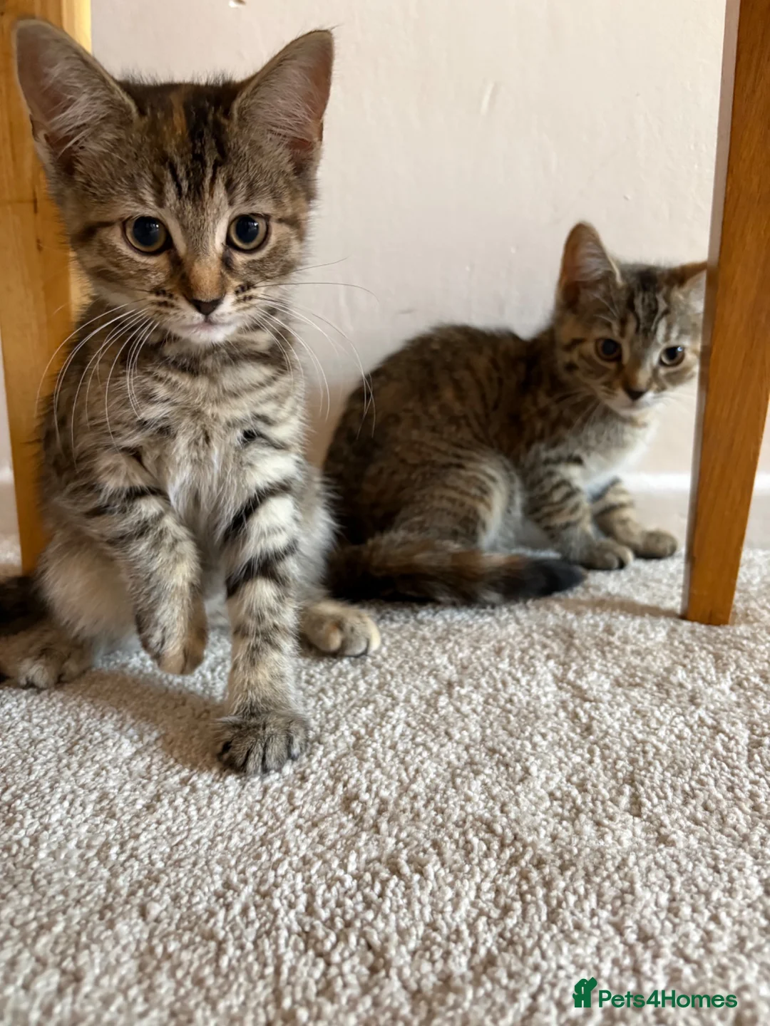 Mixed Breed cats for sale: Girl kittens  - Advert 8