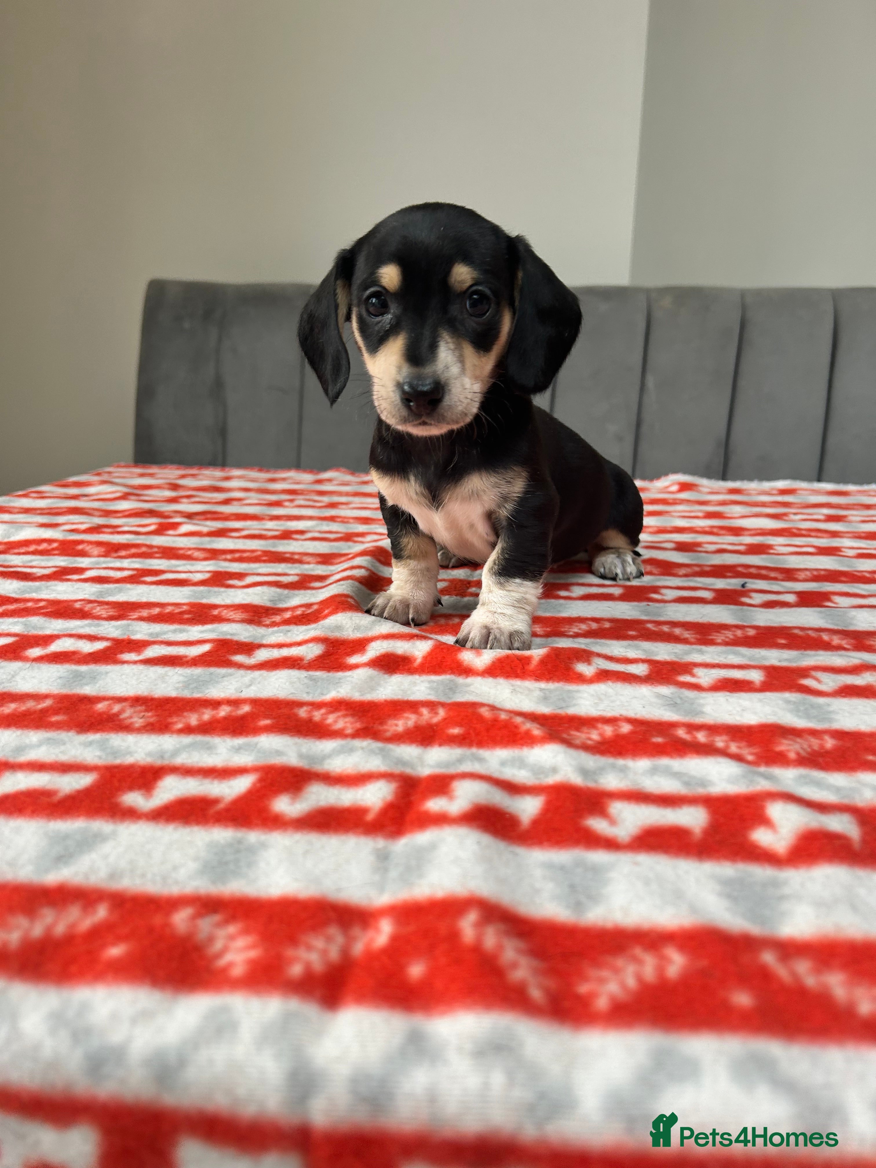 Miniature Dachshund dogs ***mini dachshunds *** - Advert 5