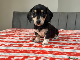 Miniature Dachshund dogs ***mini dachshunds *** - Advert 5