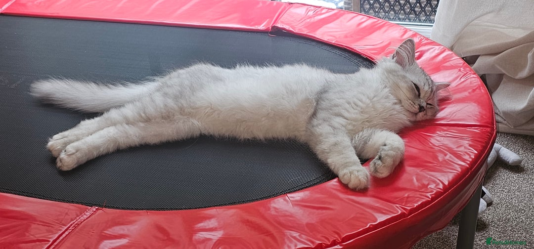 Ragdoll cats for sale: He's a ragdoll mix  - Image 5