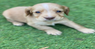 Cocker Spaniel dogs - Advert 2