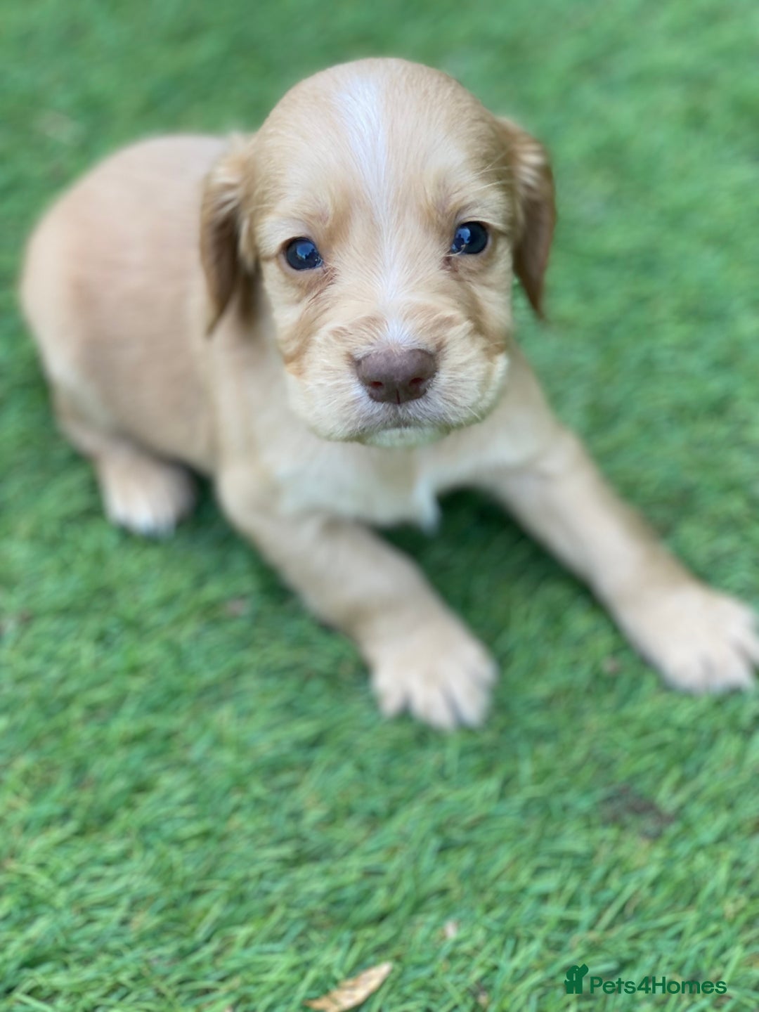 Cocker Spaniel dogs for sale: Health Tested Cocker Spaniel Pups - Image 2