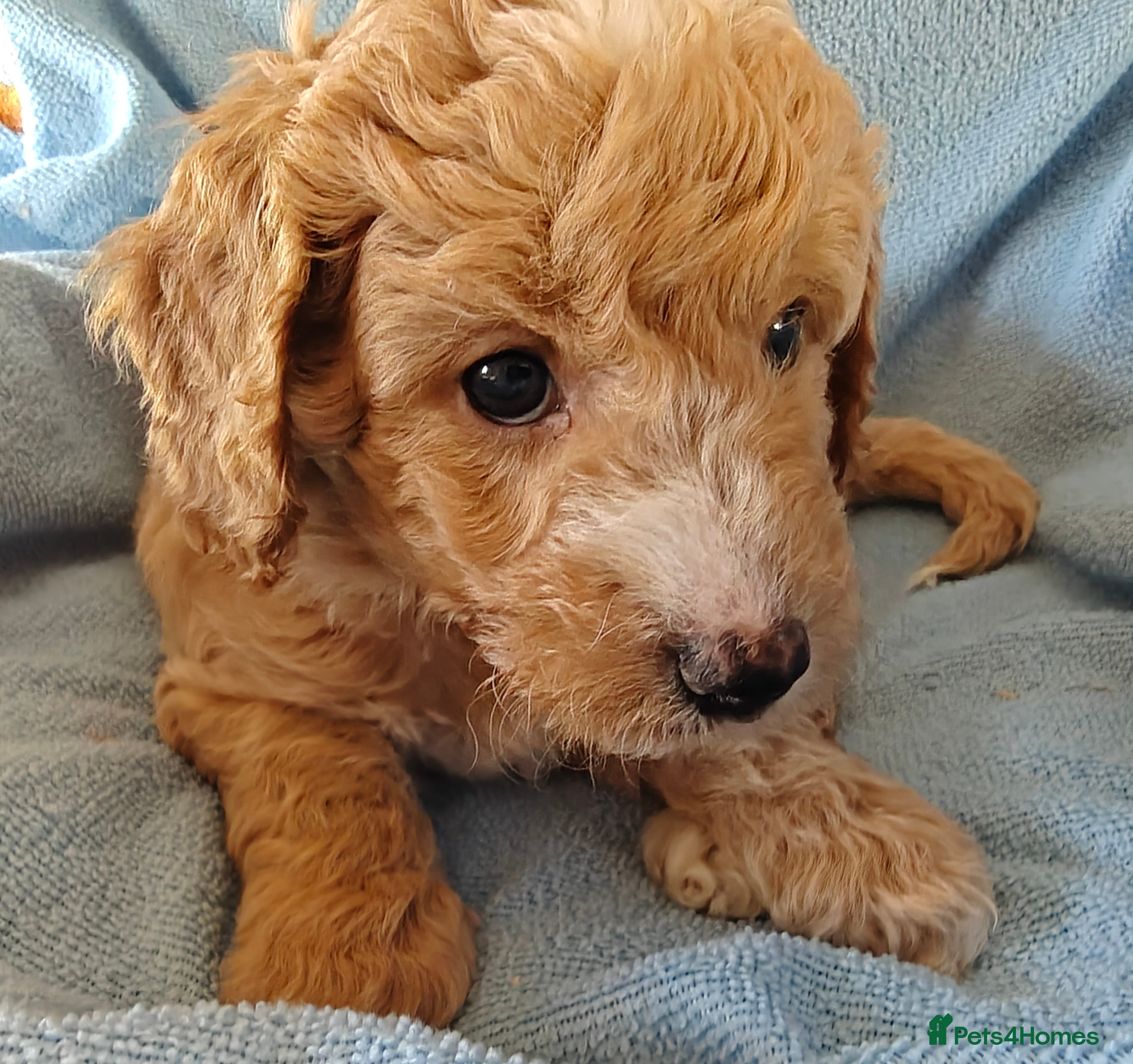 Cockapoo dogs Gorgeous F1B Cockapoo Puppies  - Advert 2