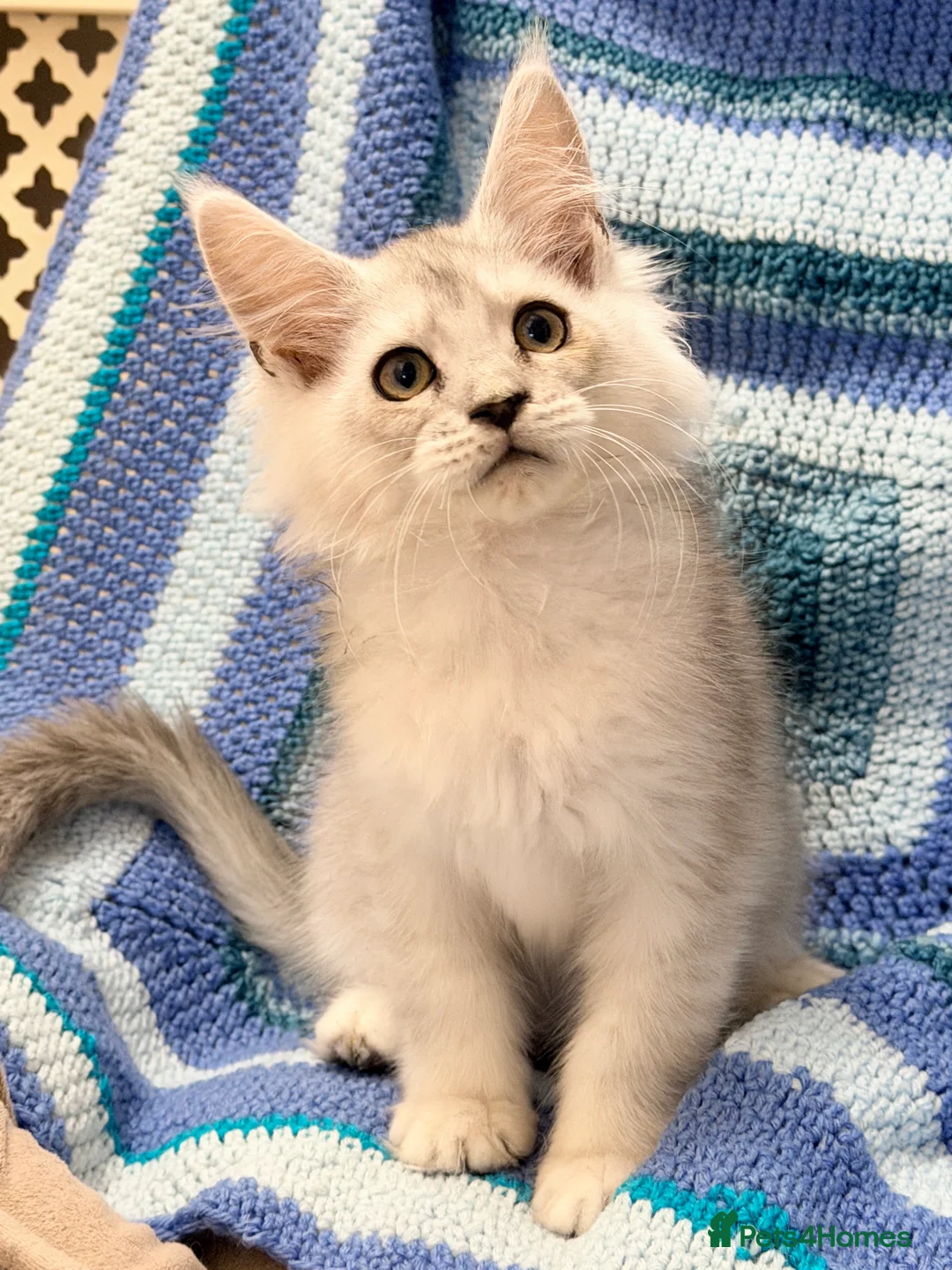 Maine Coon cats for sale: 🐾💠 *TICA REG* SILVER MAINE COON KITTENS 💠🐾 - Advert 7