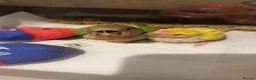 Lovebirds birds for sale: Baby hand reared lovebirds 2 x Lutino 1 x normal   in Rotherham - Advert 7