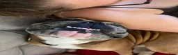 Dorset Olde Tyme Bulldogge dogs for sale: This is my handsome man hooch! - Advert 8