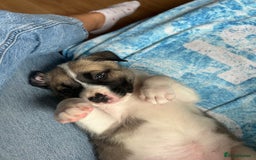 Mixed Breed dogs for sale: American bulldog x bullmastiff puppies - Image 10