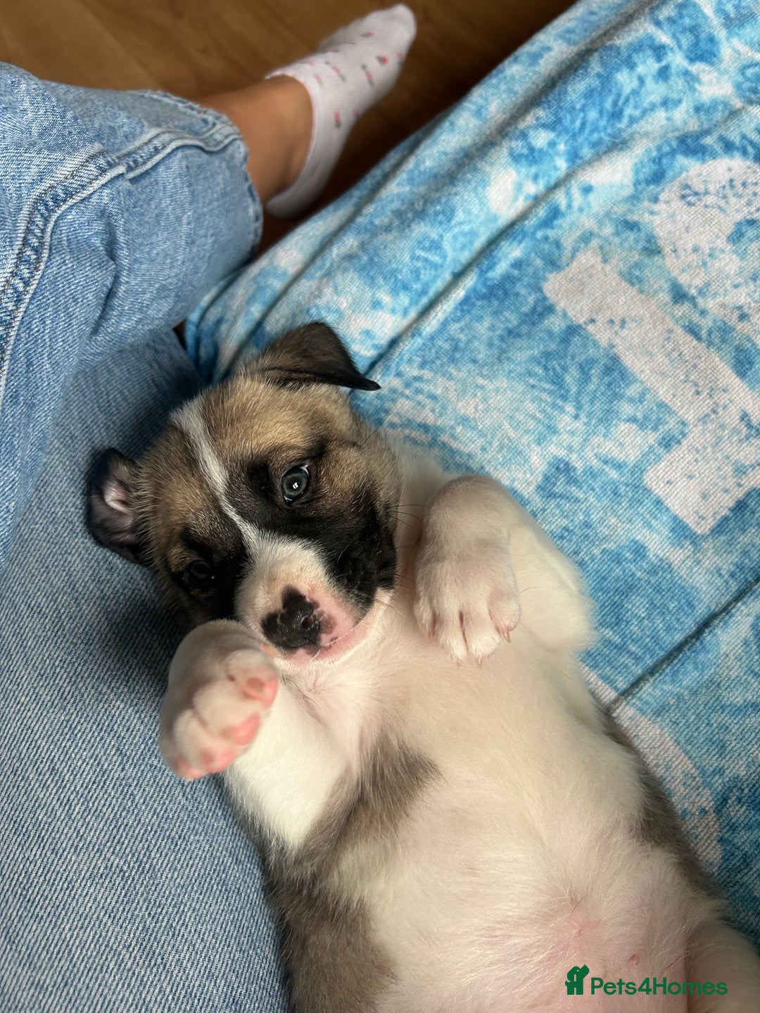 Mixed Breed dogs for sale: American bulldog x bullmastiff puppies - Image 10
