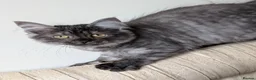 Maine Coon cats for sale: Beautiful Black Smoke Ragdoll Maine Coon Kittens  - Advert 18