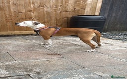 Bullmastiff dogs for sale: Bullmastiff - Image 4