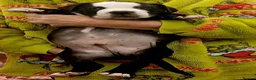 American Bully dogs for sale: American bully puppies  - Advert 11