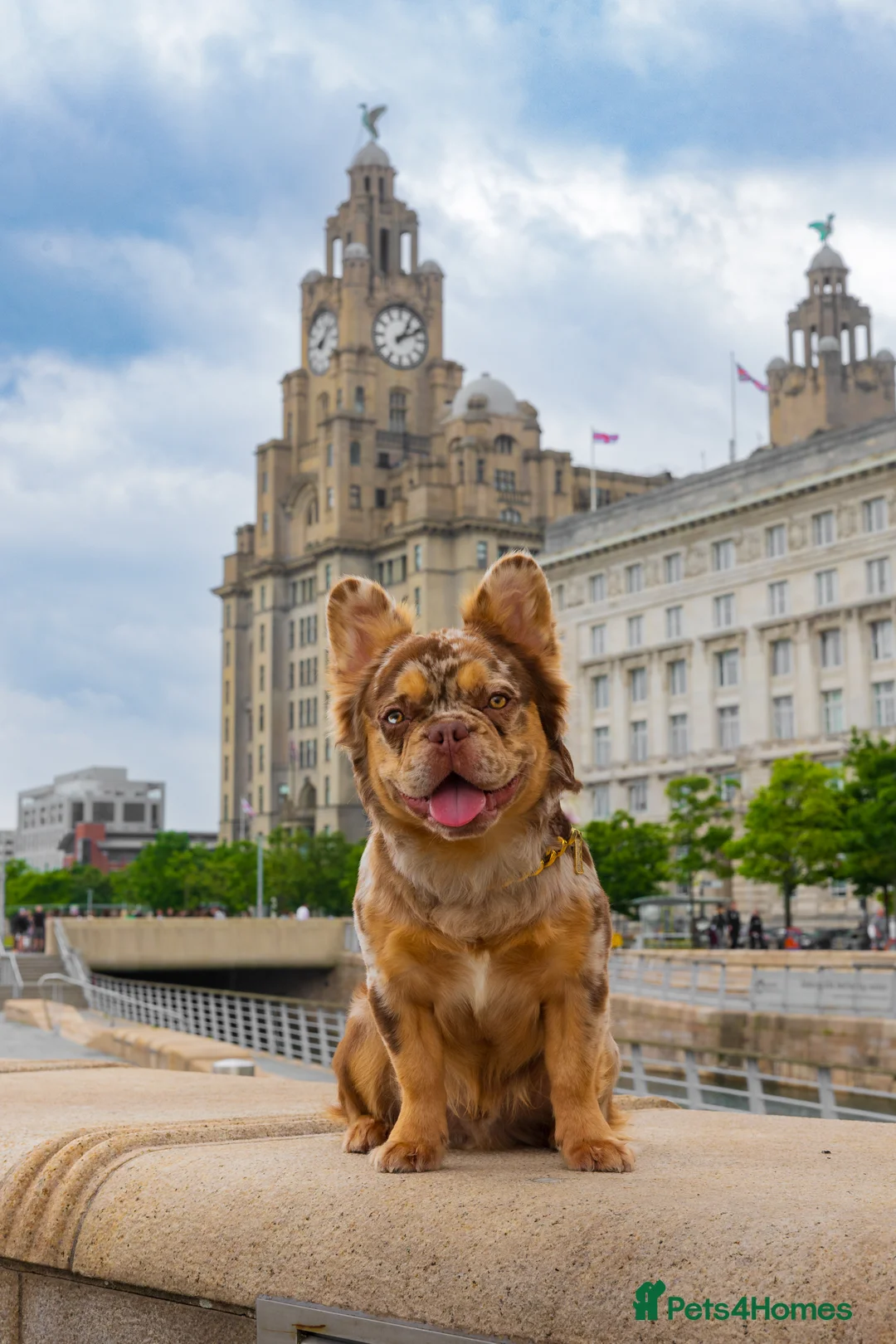 French Bulldog dogs for stud: Visual Fluffy New Shade Rojo Tri Merle 🦁🍫🎨  in Bangor - Advert 13