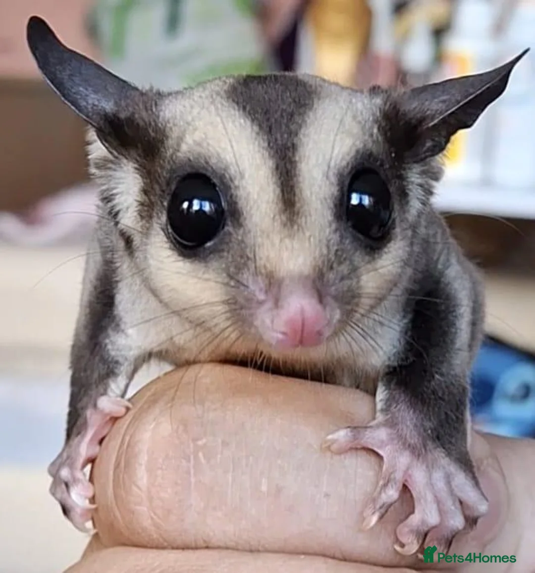 Sugar Glider rodents for sale: Male sugar glider - Advert 1