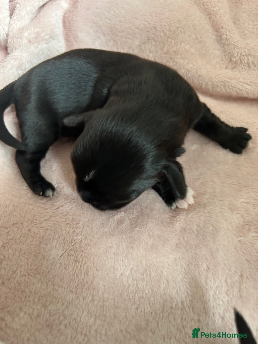 Mixed Breed dogs for sale: Chihuahua x Cocker Spaniel Puppies. 3 Boys/2 Girl - Image 6