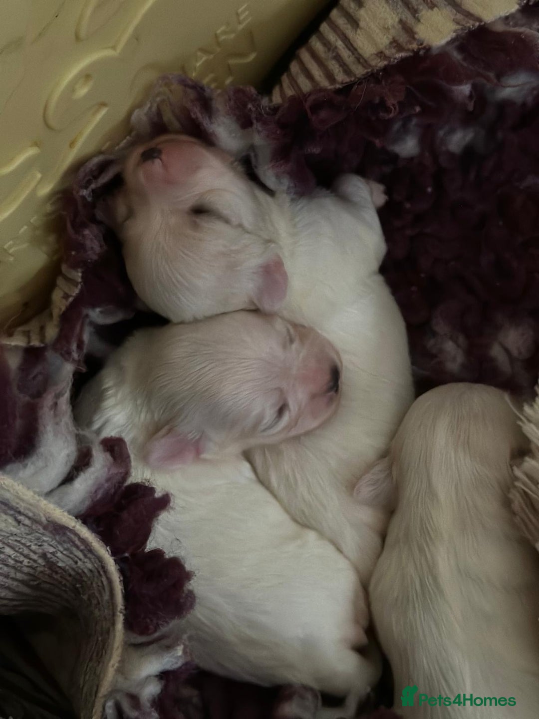 Maltese dogs for sale:  Beautiful maltese - Advert 10