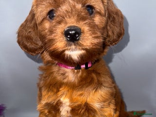 Cockapoo dogs Stunning F1 Cockapoo Puppies - Advert 2