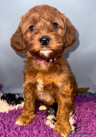 Cockapoo dogs Stunning F1 Cockapoo Puppies - Advert 1