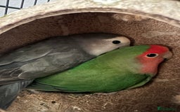 Lovebirds birds for sale: Breeding pair of lovebirds - Image 3