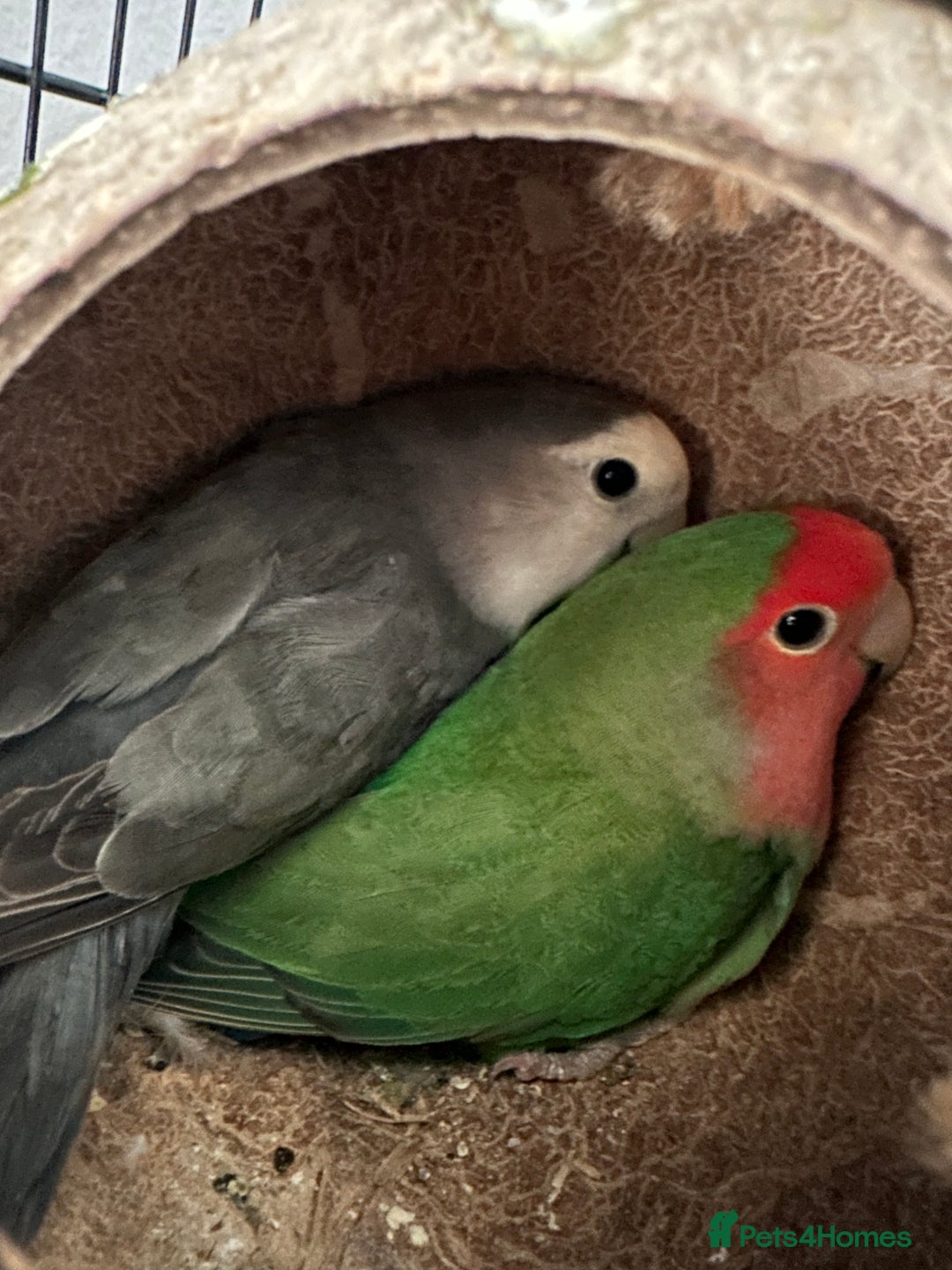 Lovebirds birds for sale: Breeding pair of lovebirds - Image 3