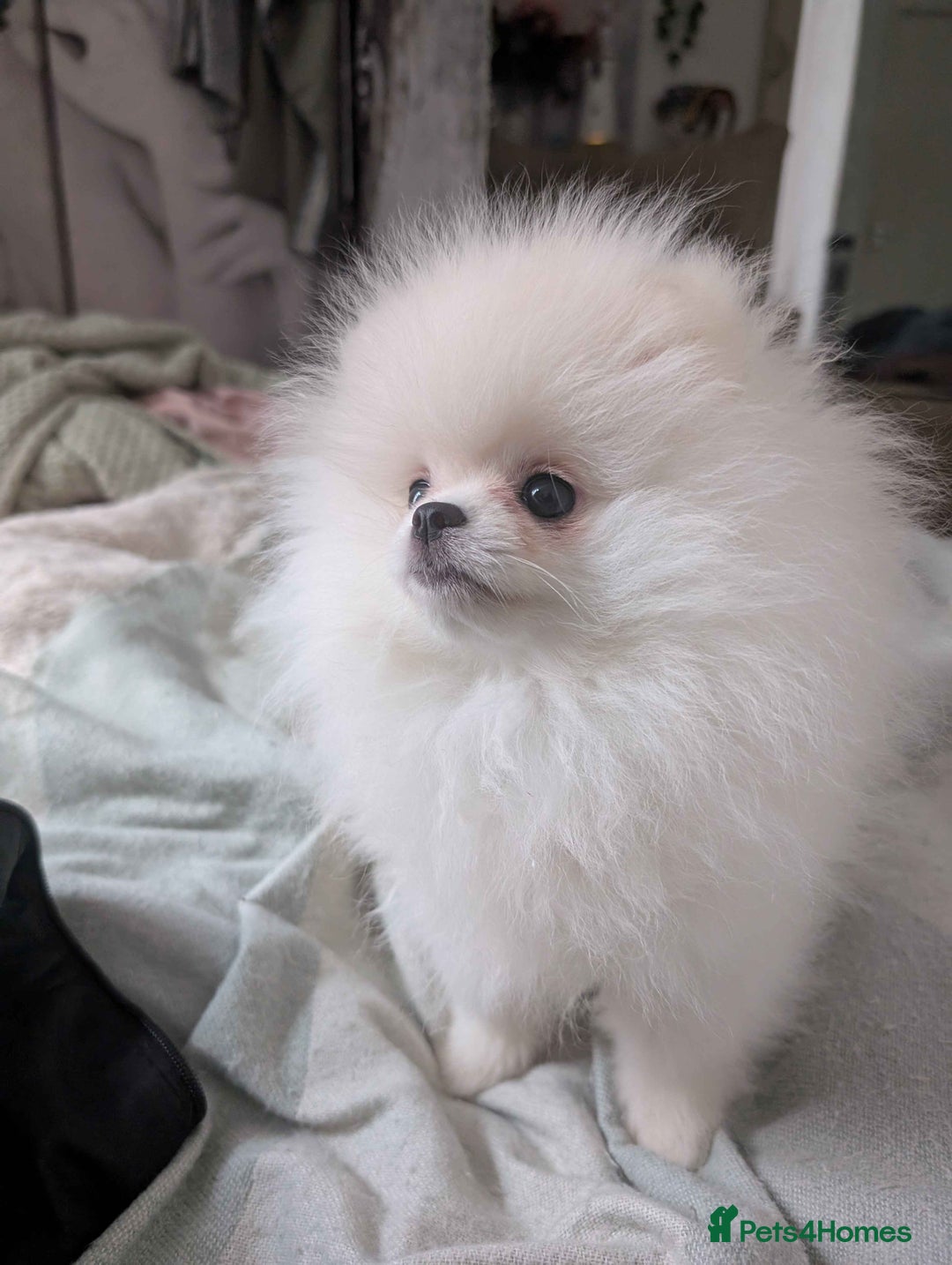 Pomeranian dogs for sale: ☁️OUTSTANDING QUALITY POM GIRL☁️ - Advert 8