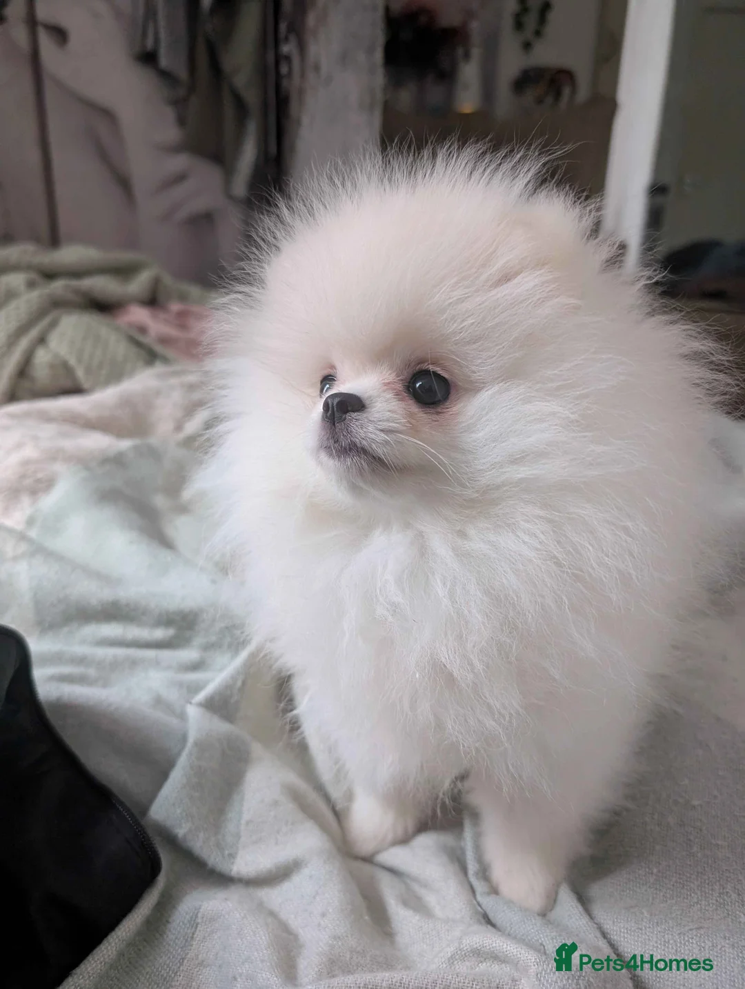 Pomeranian dogs for sale: ☁️OUTSTANDING QUALITY POM GIRL☁️ - Advert 8