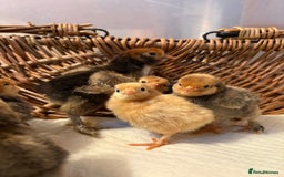 Chickens poultry for sale: Pavlovskya, Barbu D'Uccle and Nankin Chicks - Image 1