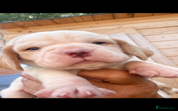 Beagle dogs for sale: Beautiful beagle boys kc reg ready 19 sept  - Image 1