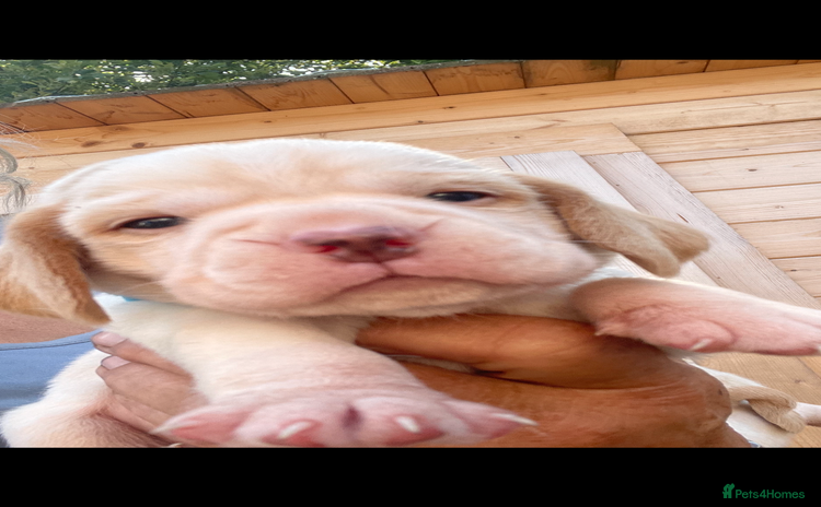 Beagle dogs - Advert 1