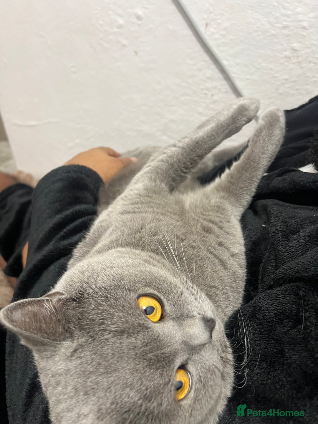 British Shorthair cats for sale: HELP REHOME NEEKO - Advert 2