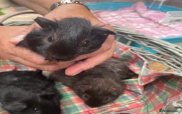Guinea Pig rodents for sale: Male guinea pigs  - Image 3