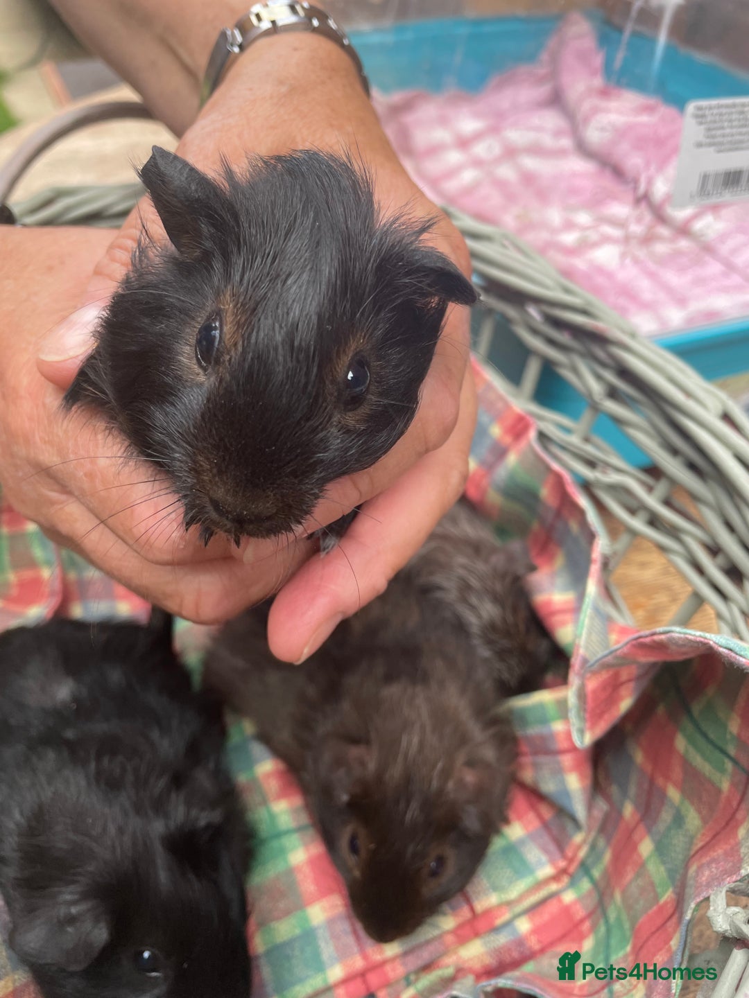 Guinea Pig rodents for sale: Male guinea pigs  - Image 3