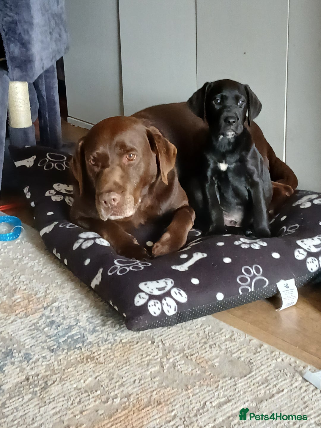 Mixed Breed dogs for sale: Sirius 3/4 labrador 1/4 dalmation - Image 2