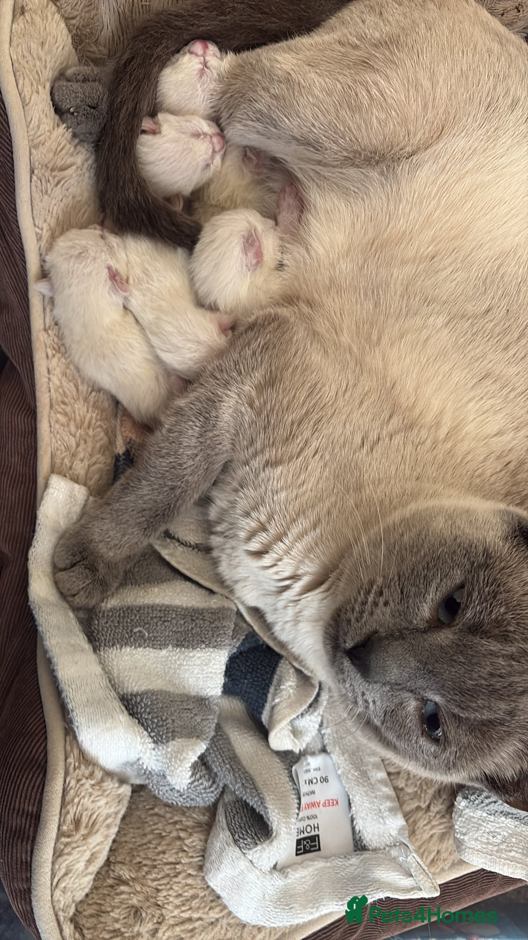 Siamese cats for sale: Traditional Siamese baby’s  - Image 8