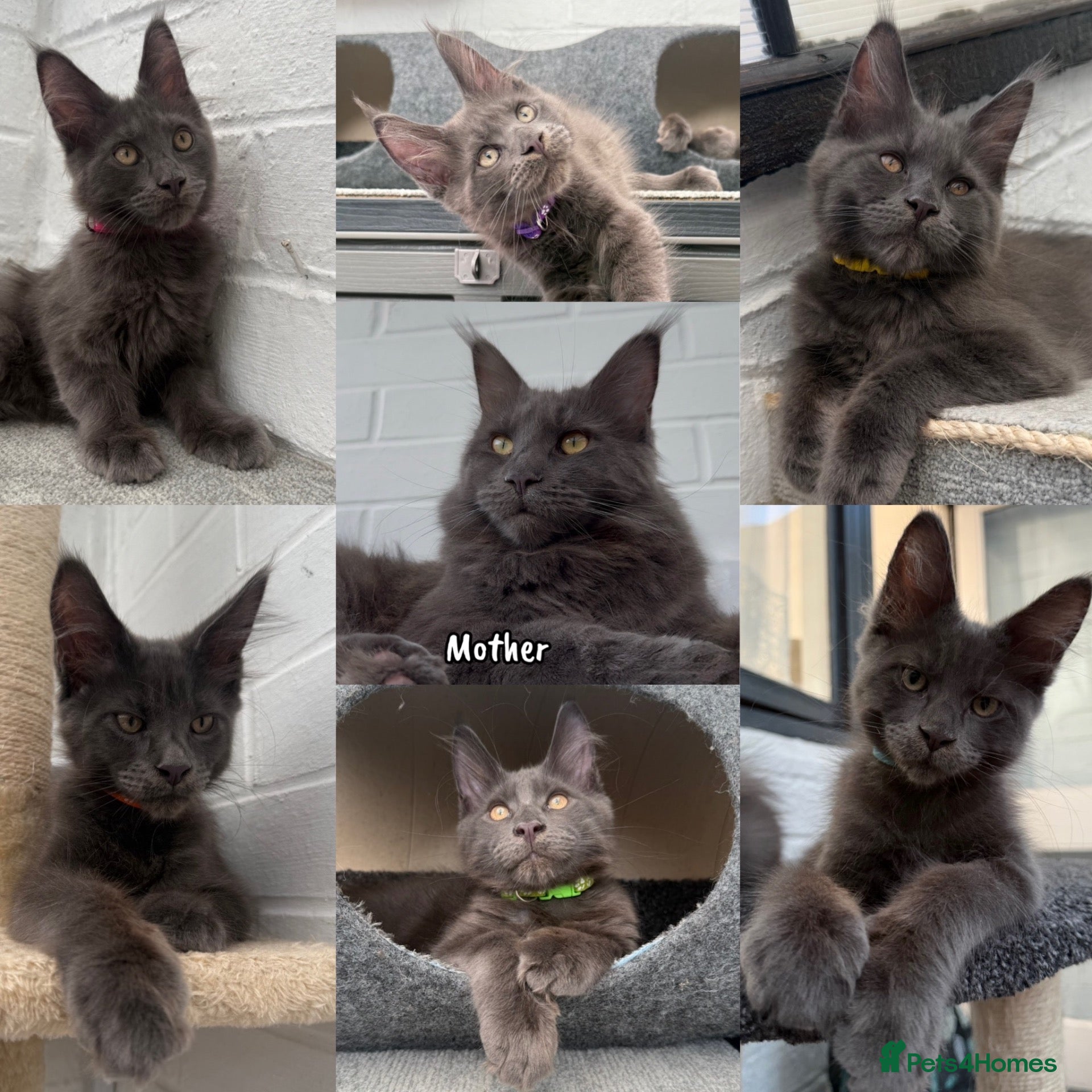 Maine Coon cats 🐾 READY NOW 🐾 TICA/ GCCF Maine Coon kittens 👑  - Advert 16