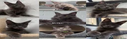 Maine Coon cats for sale: 🐾 READY NOW 🐾 TICA/ GCCF Maine Coon kittens 👑  - Advert 1