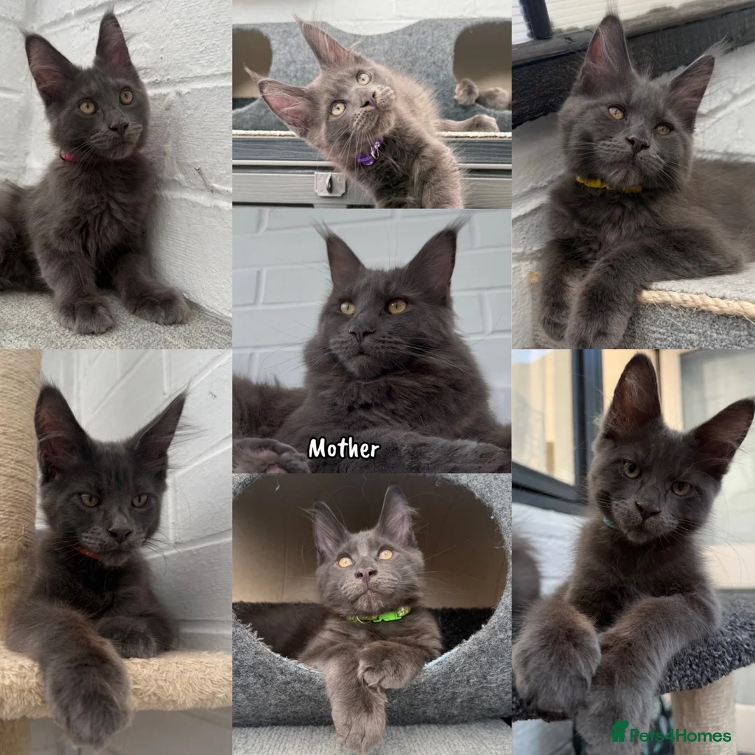 Maine Coon cats for sale: 🐾 READY NOW 🐾 TICA/ GCCF Maine Coon kittens 👑  - Advert 1