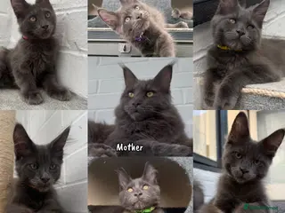 Maine Coon cats 🐾 READY NOW 🐾 TICA/ GCCF Maine Coon kittens 👑 - Advert 16