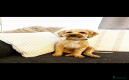Cockapoo dogs for sale: Male miniature cocker  - Image 1