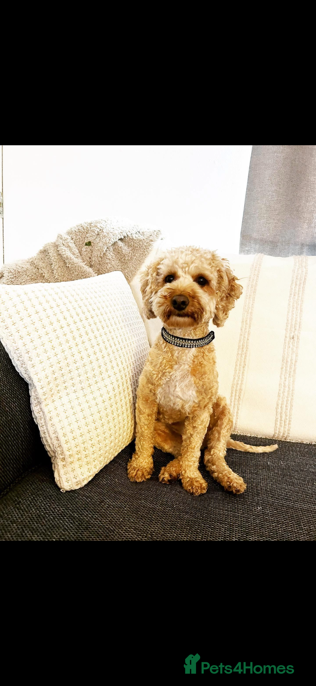 Cockapoo dogs for sale: Male miniature cocker  - Image 1