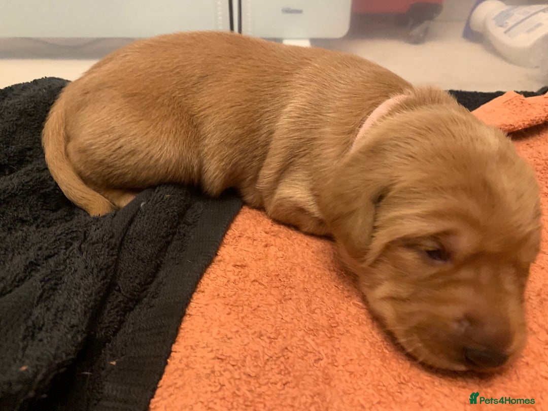 Labrador Retriever dogs for sale: ✨ Stunning 5 Male & 3 Female Fox Red Lab Puppies - Advert 34
