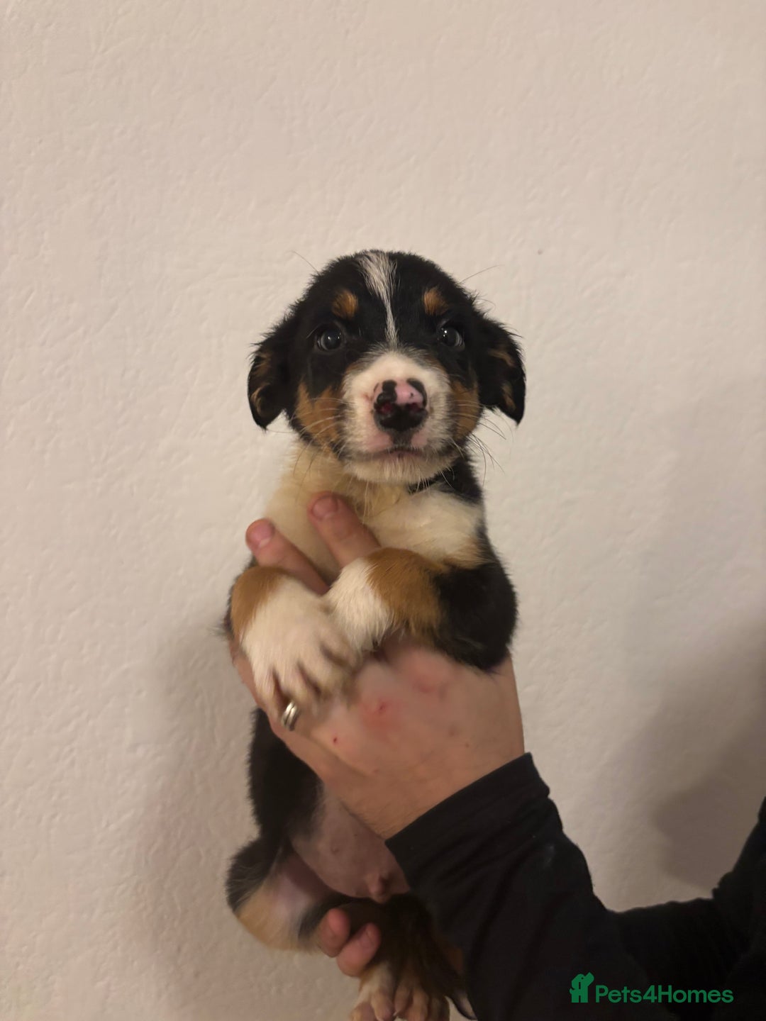 Border Collie dogs for sale: Border collie puppies for sale  - Image 12