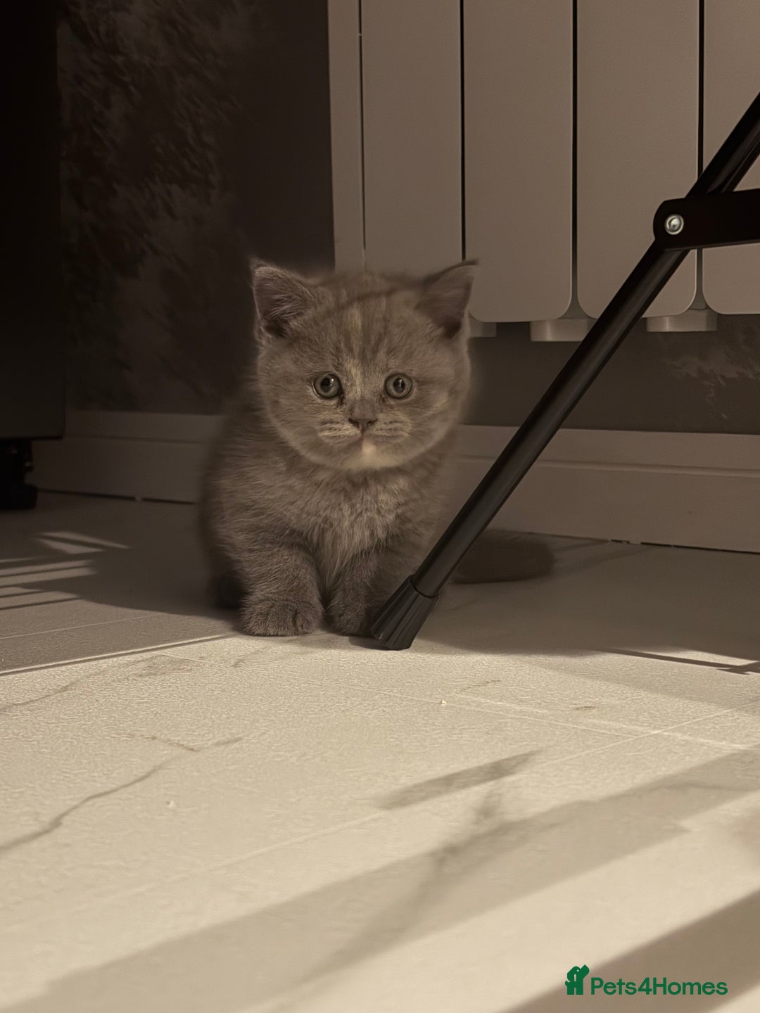 Scottish Fold cats for sale: Last Scottish Fold left - Advert 14