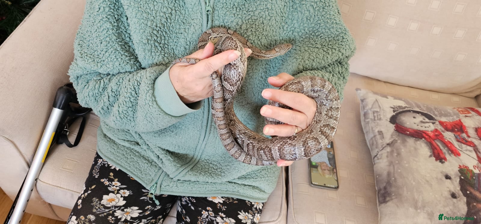 Corn Snake reptiles Friendly corn snake, vivarium with full set up - Advert 12